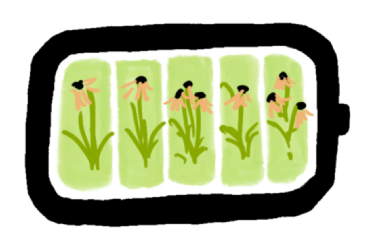 A power charging battery symbol at full, with five green bars, containing assorted happy Rudbeckia flowers, with leaves upright and flower heads upright. The style is a hand-drawn digital cartoon by the author.